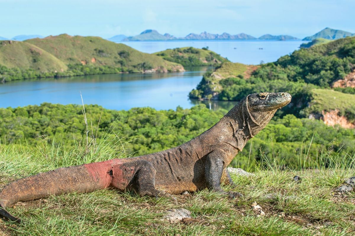 12 Komodo Island 관광 명소 및 독특한 활동을 봐야합니다