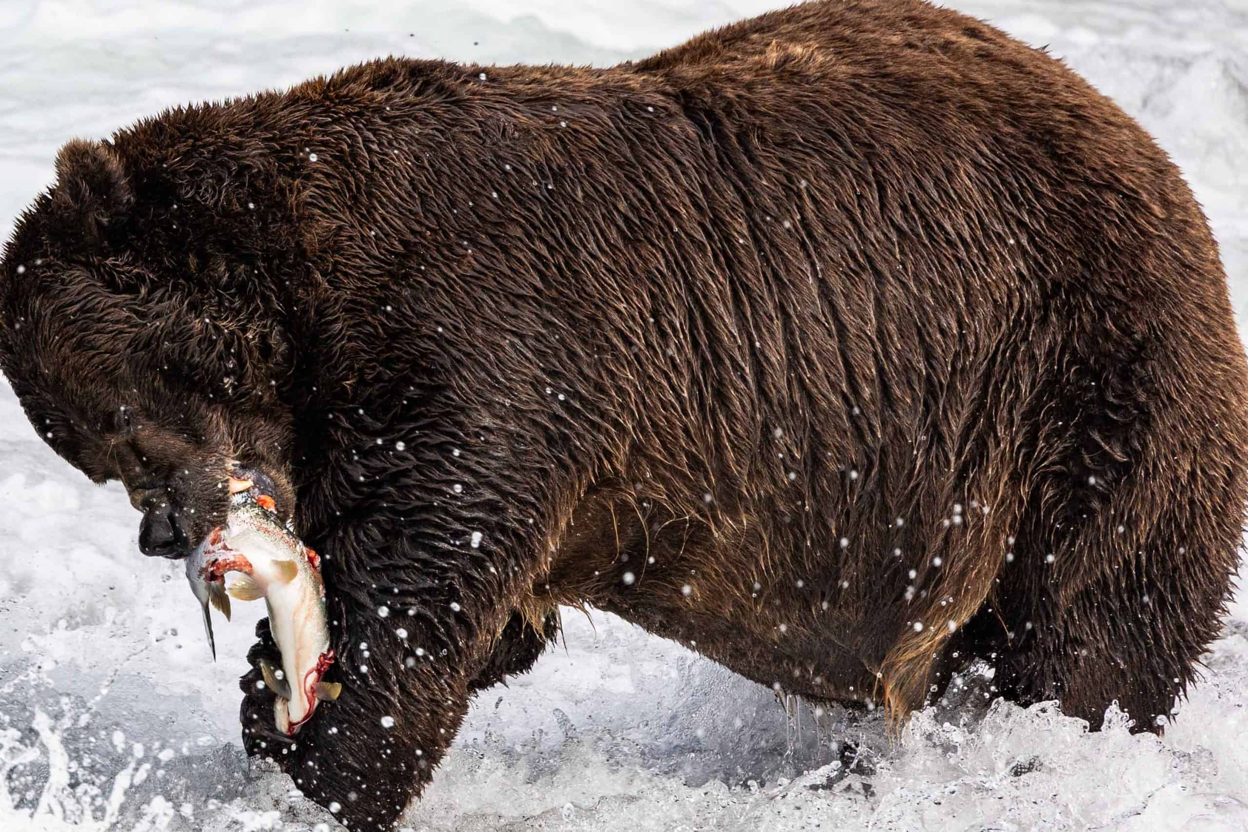 6 월, 7 월 또는 9 월에 Katmai를 방문해야합니까?