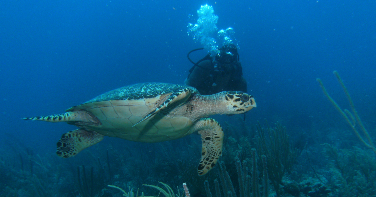 벨리즈 Ambergris Caye에서 7 최고의 야외 경험