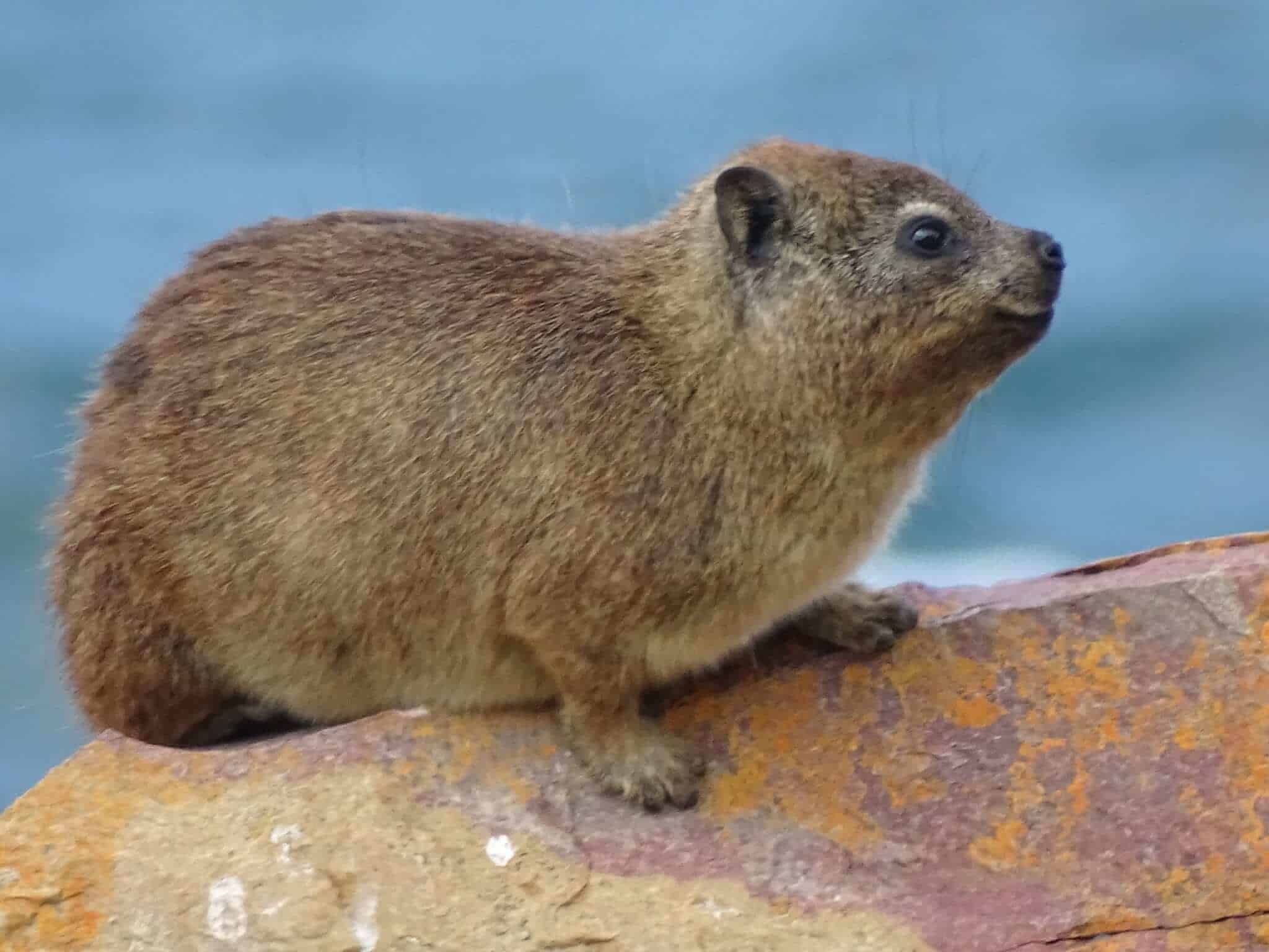 배낭 여행 남아프리카 : 첫 번째 정류장, 하이킹 및 동물 스포팅