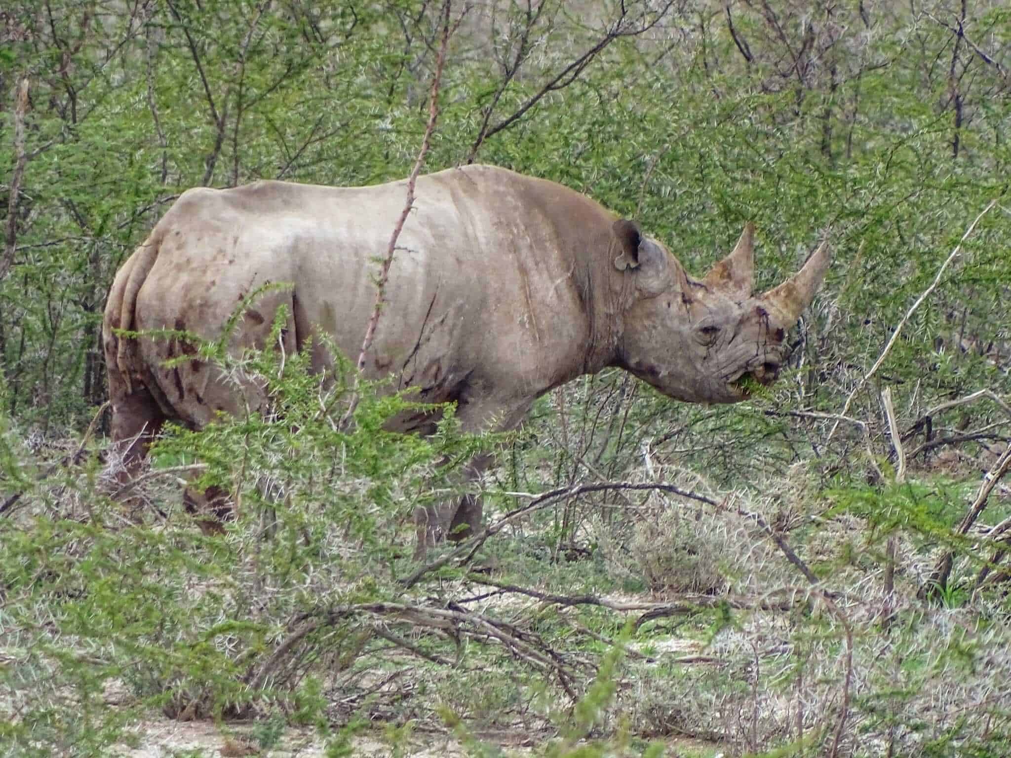 아프리카 오버 랜딩 : 에토시에 나미비아에 도착하고 코뿔소를 감시