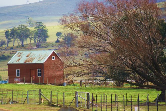 태즈 매니아에 살고 있습니다