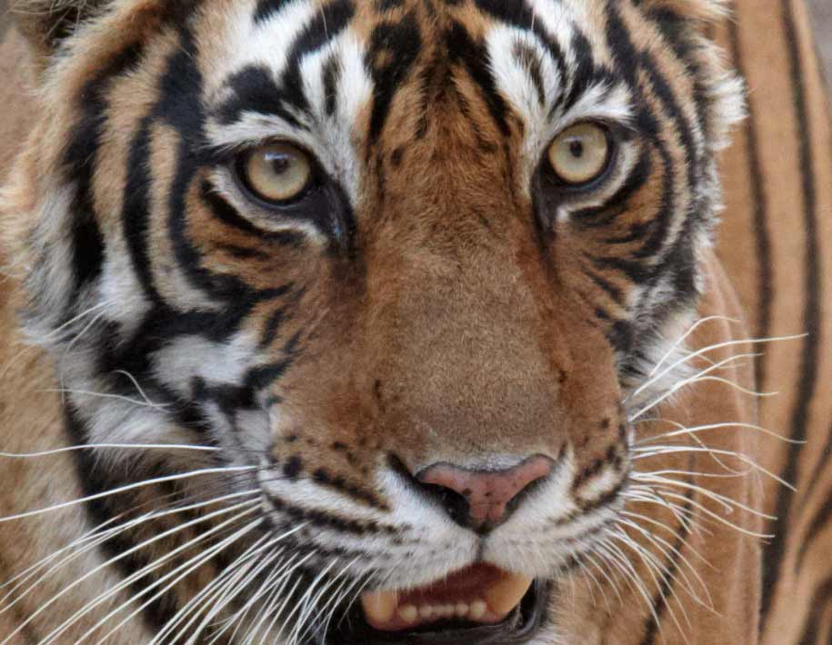 세상에 얼마나 많은 호랑이가 남았는지