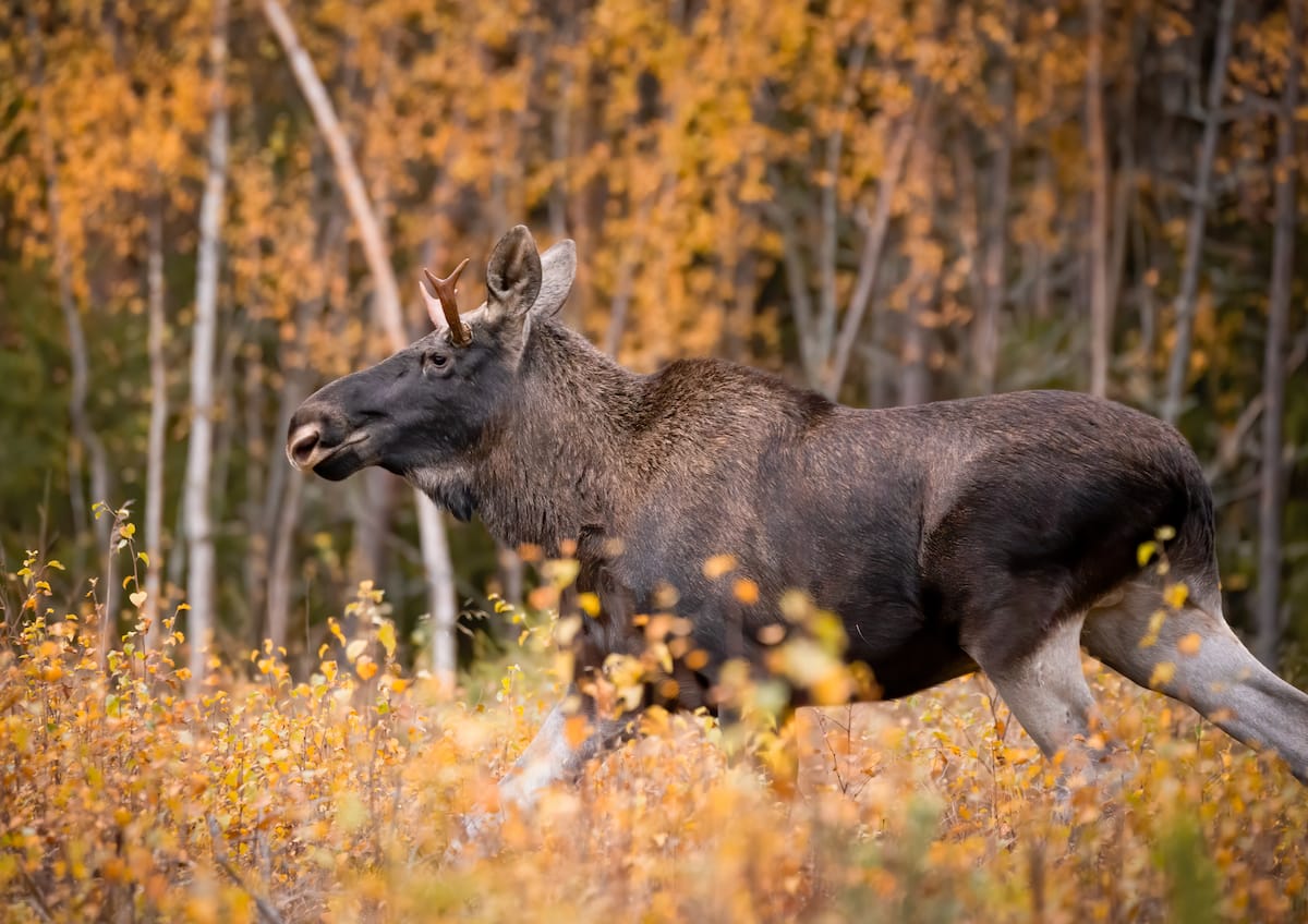 Rovaniemi에서 Moose 시청 방법 (Best Tour + Tips)