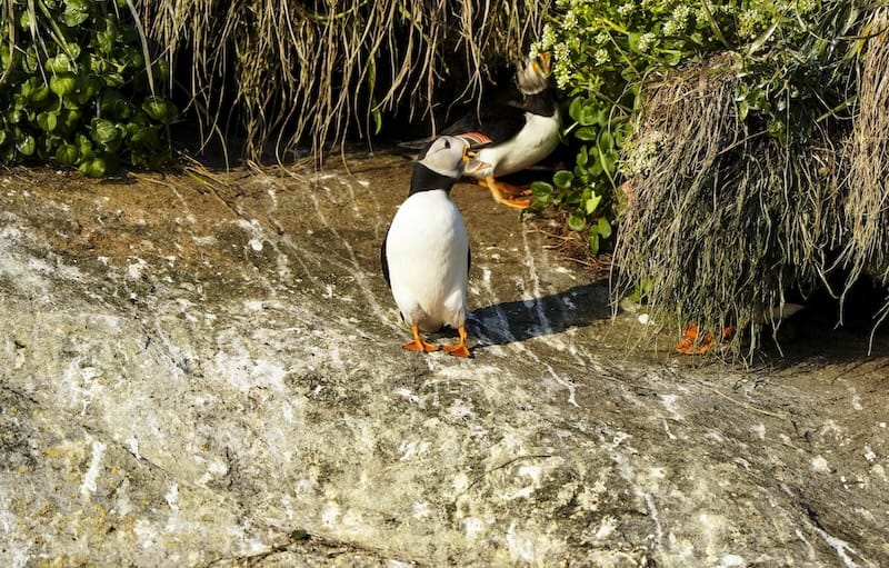 nuuk에서 서사시 퍼핀 시청 투어를 예약하는 방법 (+ 포장)