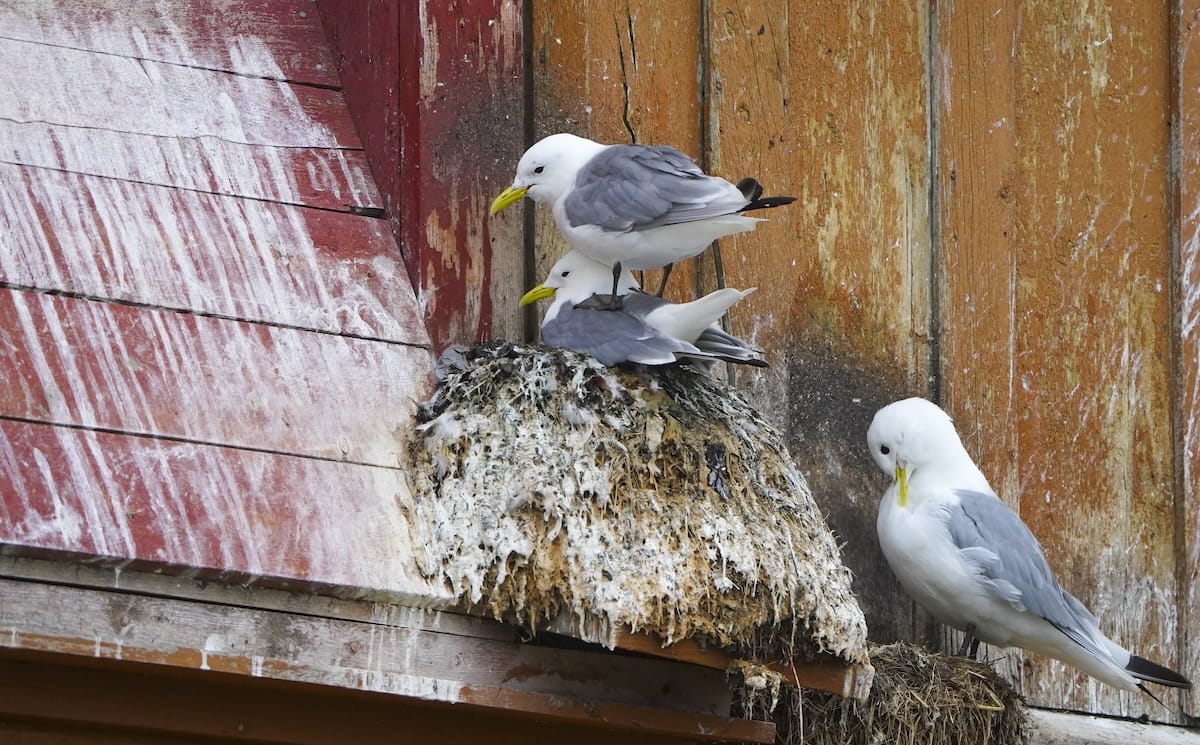 Kittiwakes에 대한 찬가