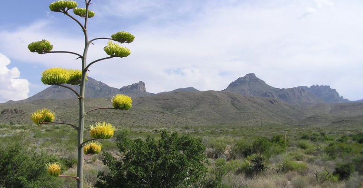 자연 애호가를 위해 미국에서 15 개의 야생화 하이킹