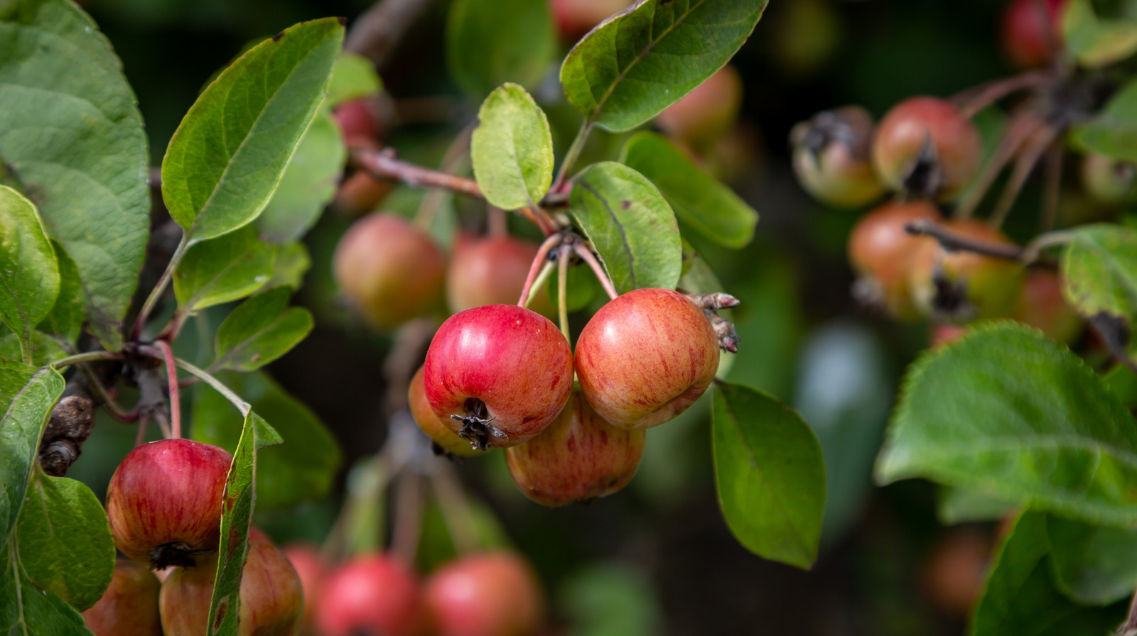 게 크라프 나무를 재배 할 때 만들고 싶지 않은 일반적인 실수