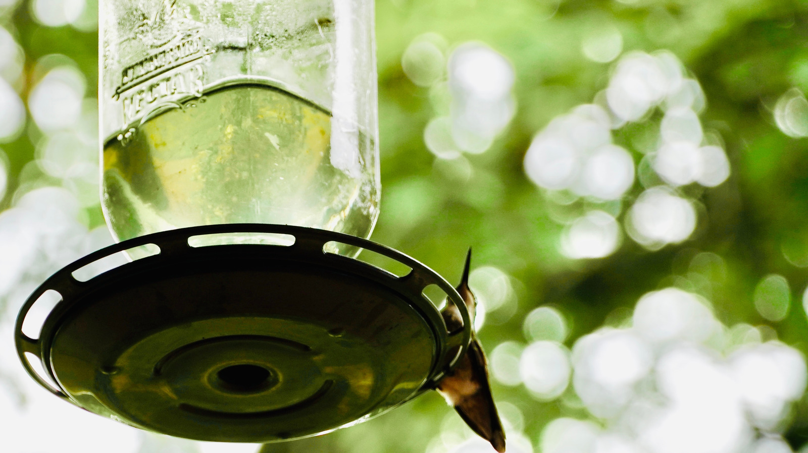 메이슨 항아리 벌새 피더를 가계 스테이플로 쉽게 청소하십시오.