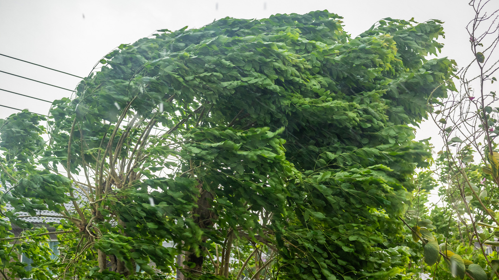 강풍 경고: 강렬한 날씨에 대비하여 정원을 준비하는 방법