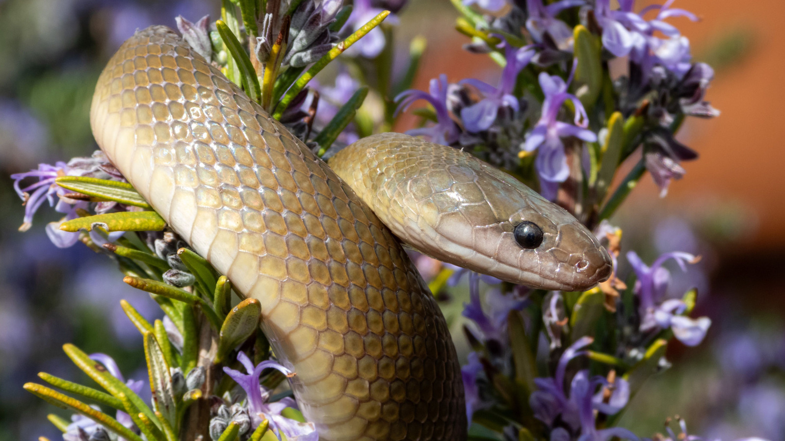 마당에 더 많은 뱀을 끌어들이는 식물