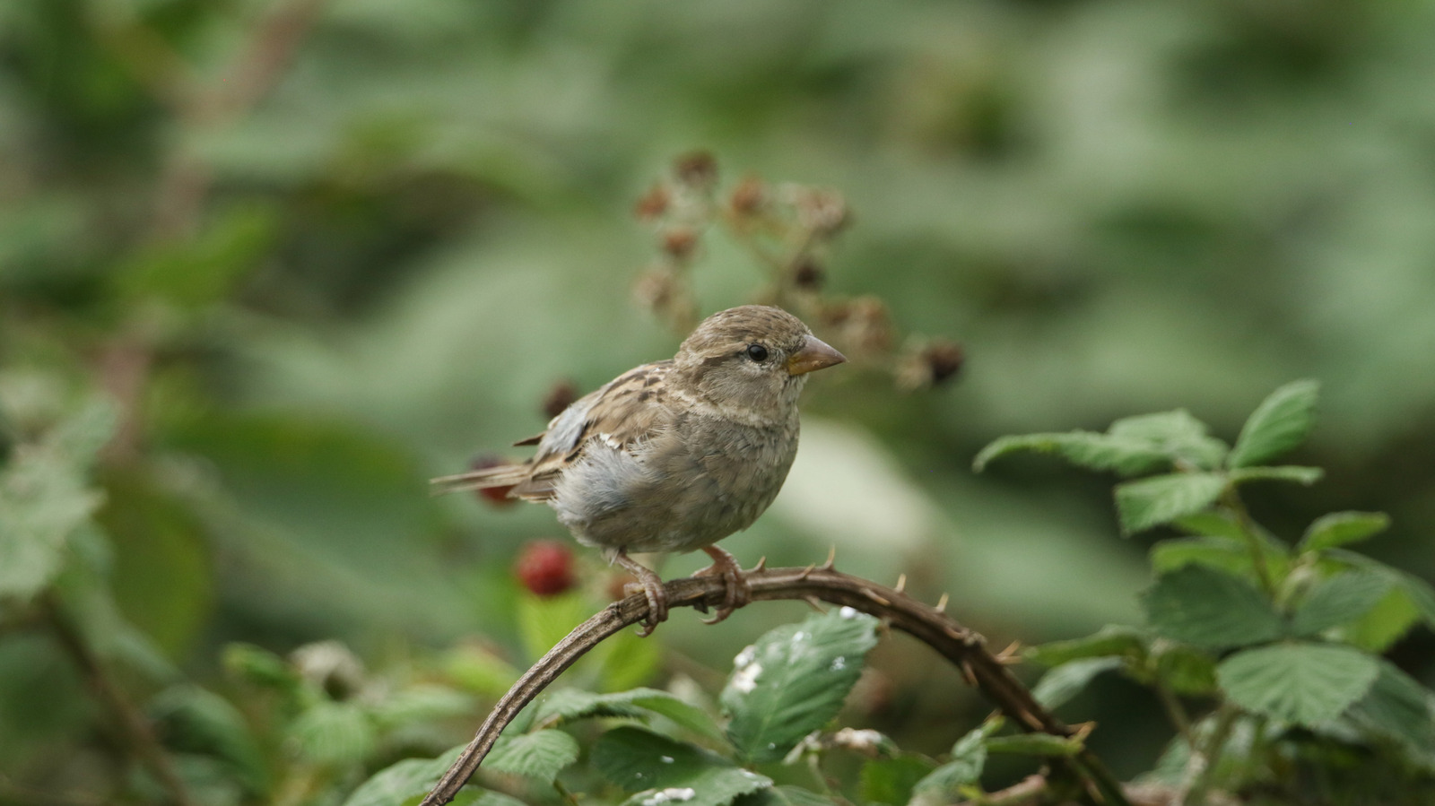 새들이 당신의 마당에 몰려 들게하는 울타리 대안