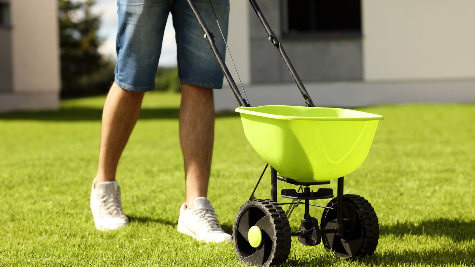 당신의 고르지 않은 잔디밭을 감독하기에 좋은 잔디의 종류