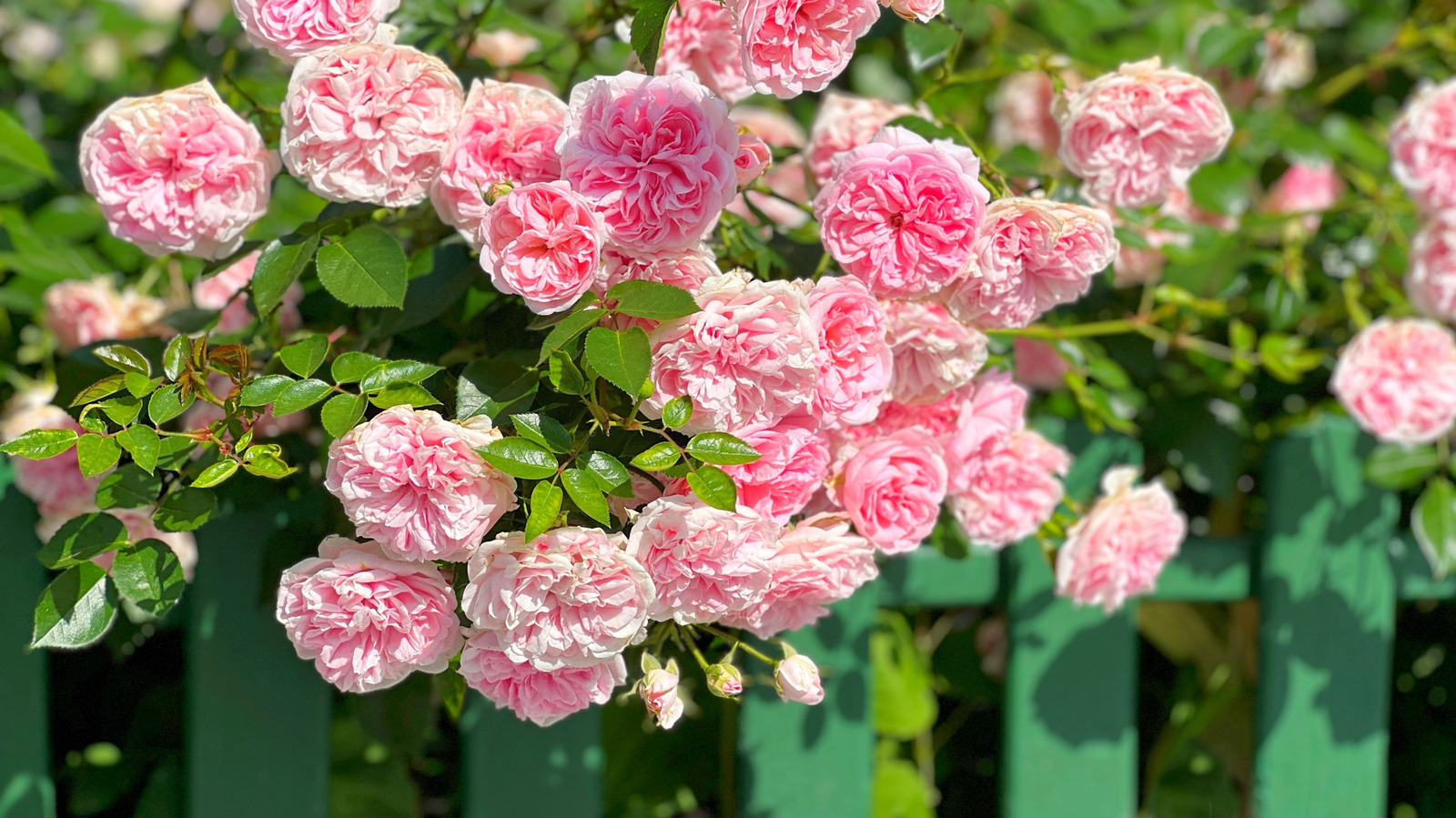 정원 주변에 울타리를 설치하기 전에 고려해야 할 사항