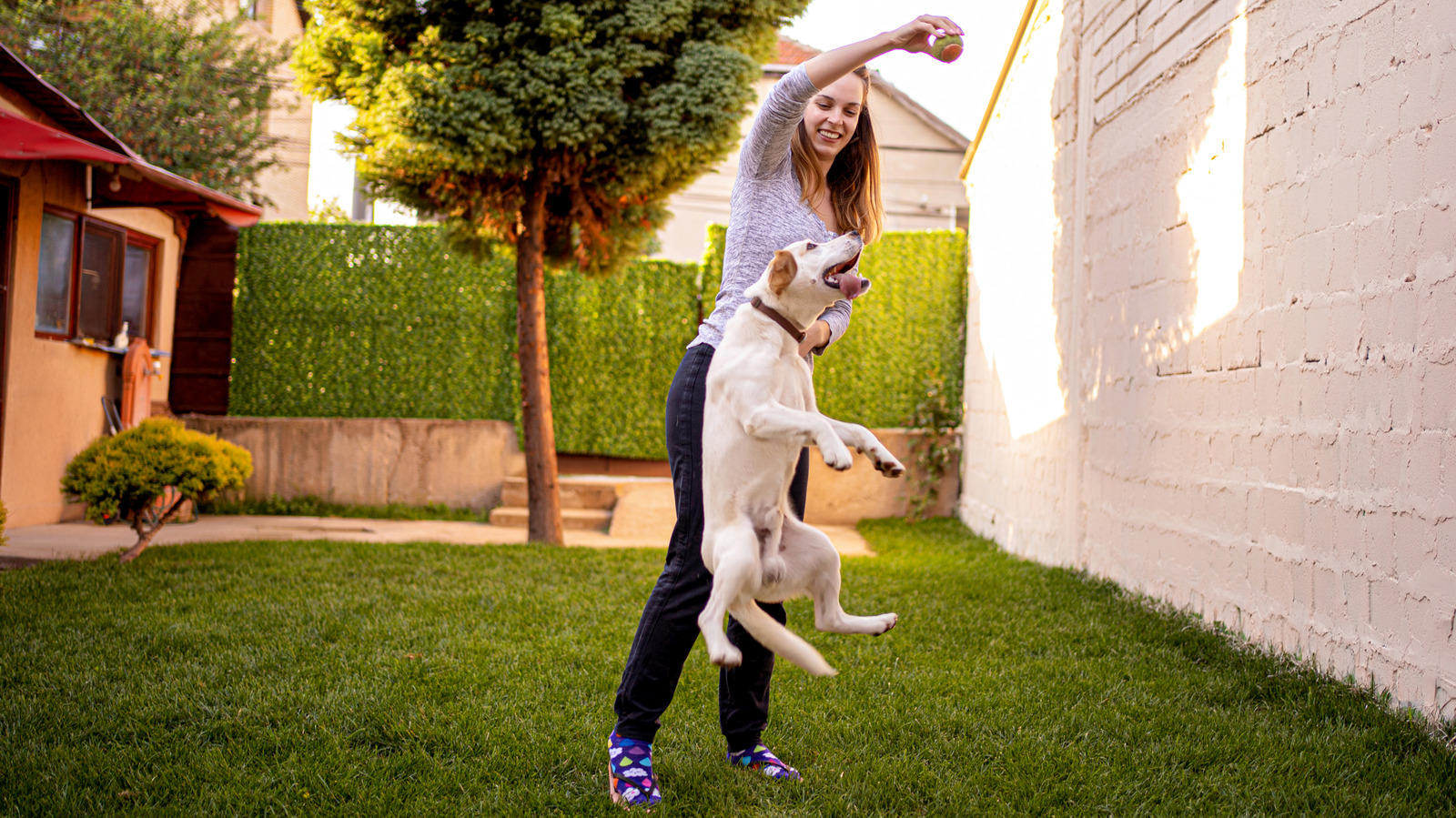 여름철에 잔디 씨앗을 심기 전에 알아야 할 것