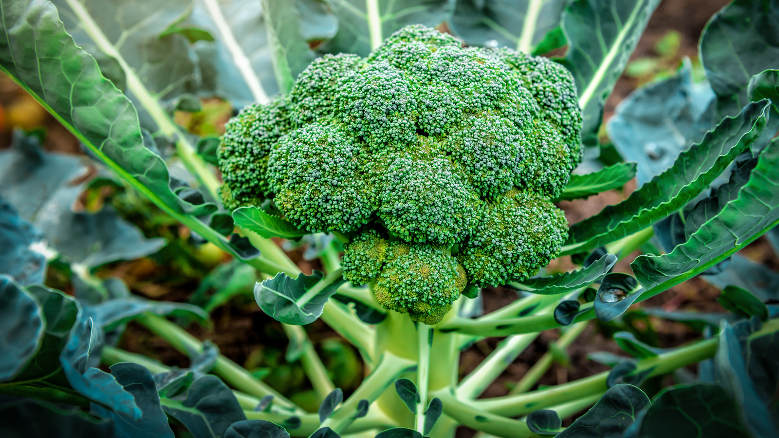 당신의 브로콜리 공장은 일반적인 주방 스크랩의 도움으로 번창 할 것입니다